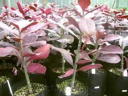 Image result for Synadenium cameronii