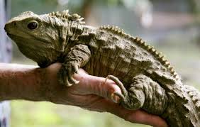 Image result for tuatara images