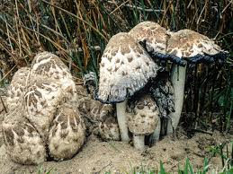 Image result for Coprinus comatus
