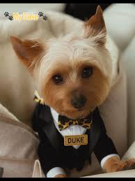 My sweet Duke turned 1 year old today. Happy birthday buddy we love u. ❤