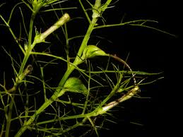 Image result for Rhamphicarpa