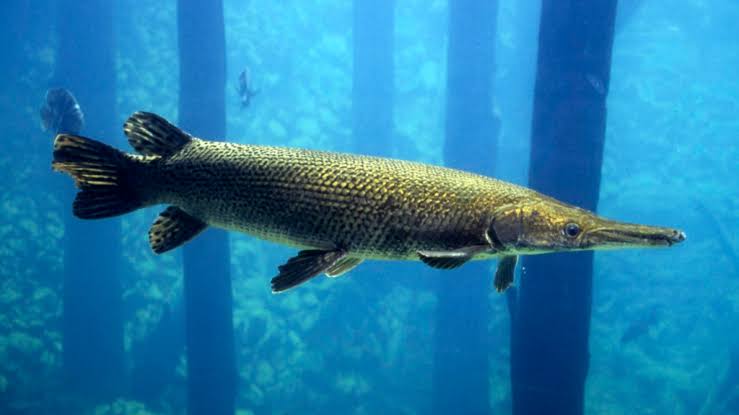 Don't Panic! The Alligator Gar Should be Admired, Not Feared - The Witte Museum