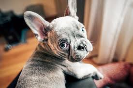 Check spelling or type a new query. French Bulldog Named 2nd Most Popular In Us What About Illinois