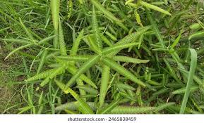 Image result for Aeschynomene afraspera