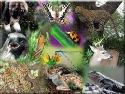 Ramas de la Biología