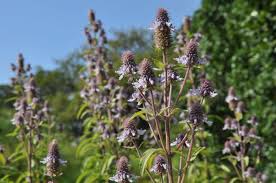 Image result for Pycnostachys coerulea