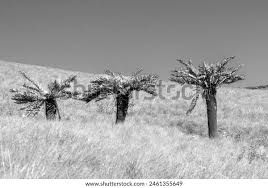 Image result for Cyathea dregei