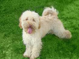 White undermount kitchen sink australian labradoodle mini red. Leer De Labradoodle Mini Kennen Labradoodle Informatie