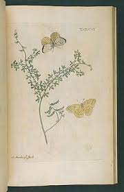 Image result for Melolobium