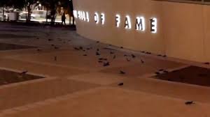 The nascar hall of fame is an interactive entertainment attraction honoring the history and heritage of nascar. 300 Birds Slam Into Charlotte S Nascar Hall Of Fame Charlotte Observer