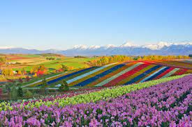 Why Is Furano In Rural Hokkaido Home To So Many Michelin Star Restaurants South China Morning Post Amazing Destinations Trip Tourist Destinations
