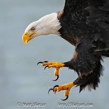 Birds That Look Like Bald Eagles Bald Eagle Close Up With Talons Eagle Pictures Bald Eagle Eagles