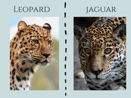 The official subreddit for deeeep.io designs, concept art, new animal suggestions and fan art. Jeevoka Leopard Vs Jaguar Comparing The Two Big Cats