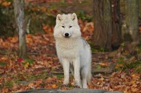 Weitere ideen zu wolf hunde, wolf bilder, tier wolf. Weisser Und Schwarzer Wolf Kostenloses Stock Foto
