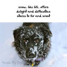 Haiku By Dog Snow Dog Poetry Dog Poems Dogs