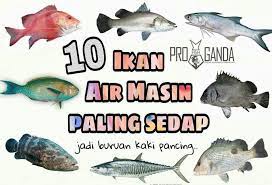 Ikan tetra memiliki banyak jenis dan termasuk ikan hias air tawar berukuran kecil. 10 Jenis Ikan Air Masim Jeruk Mangga Asam Boi Scha Mimie Facebook
