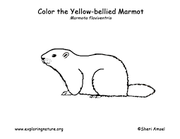 Use these images to quickly print coloring pages. Marmot Coloring Page