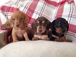 Check spelling or type a new query. Dachshund Dogs Sale Ireland 2021 Dachshund Puppies Buy Buy Dachshund Breeders Dachshund Dogs Breed Dachshund Dogs For Adoption
