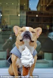 Don't miss what's happening in your neighborhood. Instagram Famous French Bulldog Dies In New York City Daily Mail Online