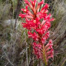 Image result for Cliffortia linearifolia