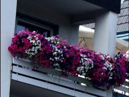 Bol güneş seven yıldız çiçekleri asit karakterli bahçe topraklarında ideal gelişimlerini gerçekleştirebilirler. Hobi Bahceciligi Balkon Ve Teras Cicek Ve Bitkileri 3 Bolum Youtube