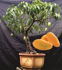 Since fungal mango seedlings are not possible at home, it is worthwhile confining itself to the fact that this plant will become simply a wonderful decoration in the house, reproducing a tropical particle. Rare Bonsai Mango Seeds Buy Online At Best Prices In Pakistan Daraz Pk