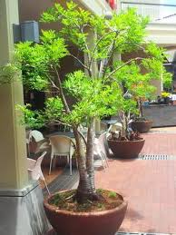 Image result for Cyphostemma montanum