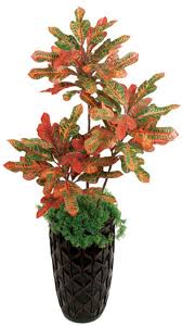 Image result for Croton polytrichus