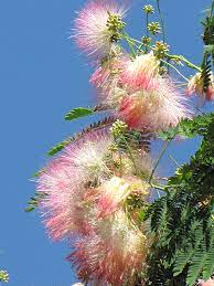 Maybe you would like to learn more about one of these? Mimosa Albizia Julibrissin In Wilmington Hampstead Jacksonville Onslow Hanover North Carolina Nc At Pender Pines Garden Center