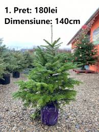 Caciuli de anul nou 70 lei (sunt de mai multe culori) mos craciun 1.8 m este la pret de 800 lei sanii la pret accesibil 450 lei livrarea prin chisinau costa. Pepiniera È™oÈ™a Brazi Abies Nordmanniana La Ghiveci Facebook