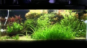 Maybe you would like to learn more about one of these? The 40 Gallon Soil Planted Tank After 5 Weeks Plants Fish Tank Water