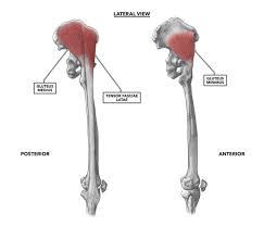 Learn and reinforce your understanding of muscles of the hip through video. Crossfit Hip Musculature Part 3 Lateral Muscles