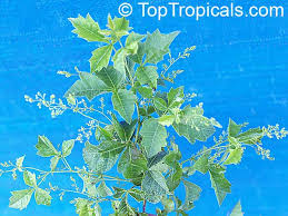 Image result for Searsia dentata