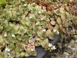 Free shipping to united states with $80 purchase from leafanddesigns. Crassula Pellucida Subsp Marginalis World Of Succulents