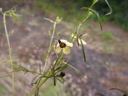 Image result for Sopubia ramosa