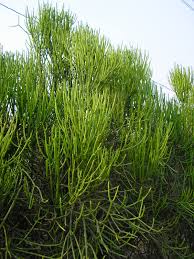 Image result for Euphorbia tirucalli