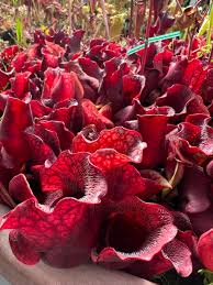 Image result for Sabicea venosa