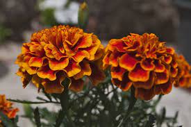 Chinese Carnation Fornells De La Selva Flowers Carnations Flower Tops