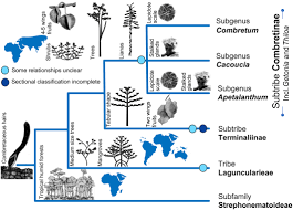 Image result for Strephonema mannii