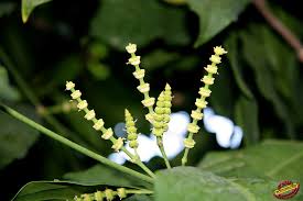 Image result for Gnetaceae