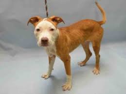 Charmander A1083516 Pitbull Terrier Pitbulls Save A Dog