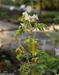 Image result for Solanum sisymbriifolium