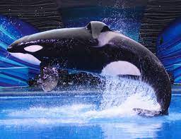 makaio🤍 - - (12/22/22). #seaworld #seaworldorlando #seaworldcares #orca #killerwhale #realamazing #parktoplanet #orcaencounter