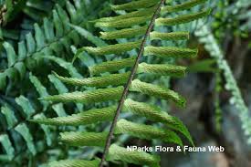 Image result for Asplenium simii