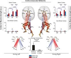 Muscles of the thigh and leg. Cortico Muscular Connectivity Sum Of Connectivity Strengths Between Download Scientific Diagram