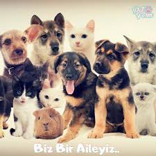 Petform Ailesine Katilmaya Hazir Misin 2020 Ailem
