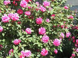 The choices available when looking for rose bushes (rose another stunning rose bush. Troubleshooting Common Rose Problems Craftsy