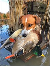 You can't 'teach' desire to a pheasant dog. Three Sporting Dogs That Will Rock Your World Shotgun Life