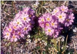 Image result for Primulaceae