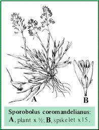 Image result for Sporobolus coromandelianus